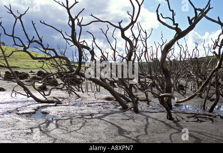 Sehr niedrigen Wassers in Colliford Reservoir in Cornwall England Stockfoto