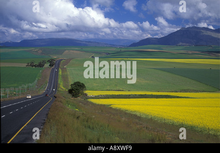 Asphaltierte Straße durch Raps Felder in der Overberg Western Cape Südafrika Stockfoto