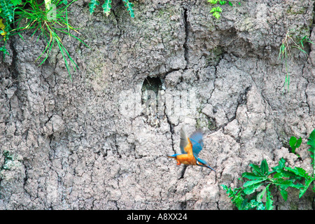 Eisvogel Alcedo Atthis fliegen vom Nest in Bank Slimbridge Gloucestershire England UK GB British Isles Stockfoto