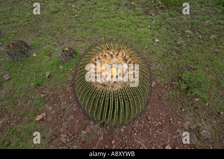 Echinocactus Platyacanthus (Mexiko). Echinocactus Platyacanthus (Mexiko). Stockfoto