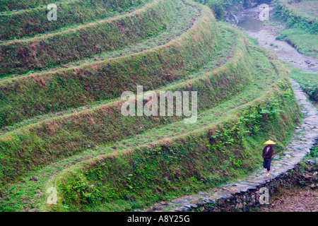 Chinesische Bauern entlang Seite Reis Terrassen Zhongliu Dorf Longsheng China Stockfoto