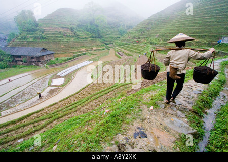 Chinesin im traditionellen Hut tragen Gülle auf den Reis Terrasse Felder Zhongliu Dorf Longsheng China Stockfoto