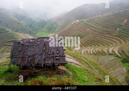 Reis-Terrassen im Nebel in der Nähe von Zhongliu Dorf Longsheng China Stockfoto