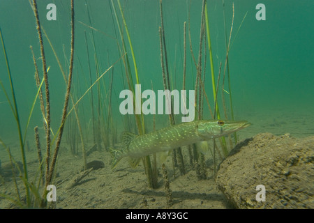 Hecht (Esox Lucius) in den See Ilay (Jura - Frankreich). Brochet (Esox Lucius) Dans le Lac d'Ilay (Jura 39 - Frankreich). Stockfoto