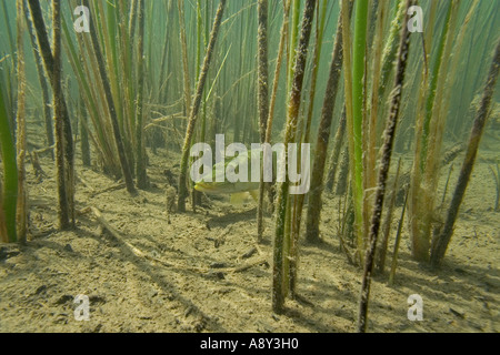 Hecht (Esox Lucius) in den See Ilay (Jura - Frankreich). Brochet (Esox Lucius) Dans le Lac d'Ilay (Jura - Frankreich). Stockfoto