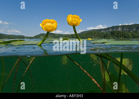 Blühende gelbe Seerosen (Teichrosen Lutea) im See Ilay (Frankreich). Nénuphars Jaunes de Fleurs Dans le Lac d'Ilay. Stockfoto