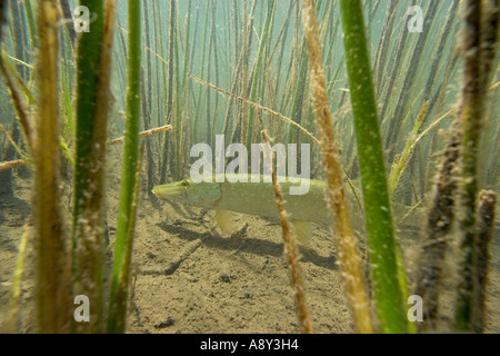 Hecht (Esox Lucius) in den See Ilay (Jura - Frankreich). Brochet (Esox Lucius) Dans le Lac d'Ilay (Jura 39 - Frankreich). Stockfoto