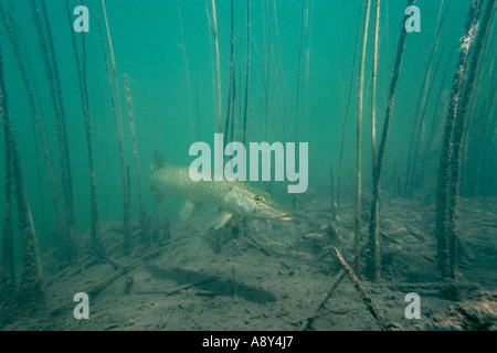 Hecht (Esox Lucius) in den See Ilay (Jura - Frankreich). Brochet (Esox Lucius) Dans le Lac d'Ilay (Jura - Frankreich). Stockfoto