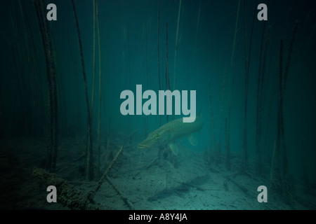 Hecht (Esox Lucius) im schattigen Licht des Sees Ilay (Jura - Frankreich). Brochet Dans la Pénombre du Lac d'Ilay (Frankreich). Stockfoto