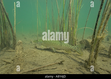 Hecht (Esox Lucius) in den See Ilay (Jura - Frankreich). Brochet (Esox Lucius) Dans le Lac d'Ilay (Jura 39 - Frankreich). Stockfoto