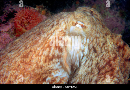 Nordpazifik Riesenkraken sitzen auf dem Boden, der Artname ist Octopus Dofleini. Dies ist eine größte Oktopus Stockfoto