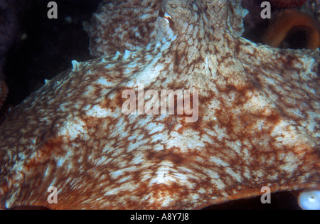 Nordpazifik Riesenkraken sitzen auf dem Boden.  Der Artname ist Octopus Dofleini - größte Oktopus Spezies Stockfoto