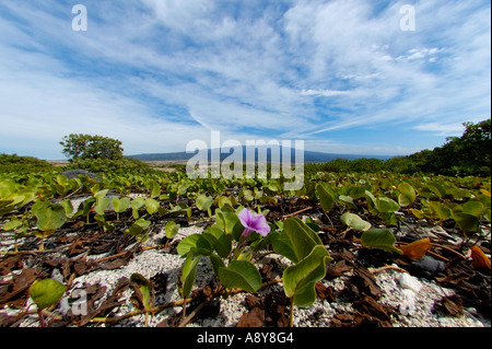 Kiefern surf-Lage und das O-Oma-Projekt The Big Island von Hawaii Stockfoto