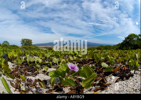 Kiefern surf-Lage und das O-Oma-Projekt The Big Island von Hawaii Stockfoto