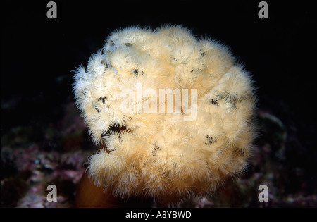 Eine Krone aus Tentakeln der Riese der Seeanemone Metridium Fimbriatum (Actiniaria Coelenterata Cnidaria) häufig im Nordpazifik Stockfoto