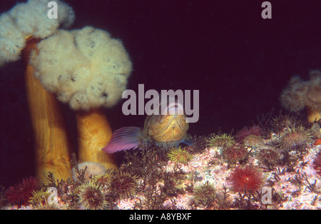 Zwei riesige Seeanemone Metridium Fimbriatum und ein Fisch rock Greenling Hexagrammos Lagocephalus und Seeigel im Nordpazifik Stockfoto