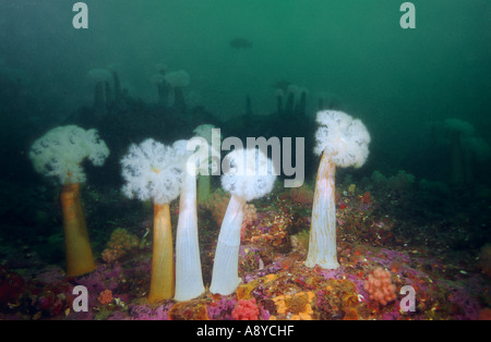 Eine Gruppe von riesigen Exemplaren der Seeanemone Metridium senile Fimbriatum (Actiniaria Coelenterata Cnidaria) häufig im Nordpazifik Stockfoto