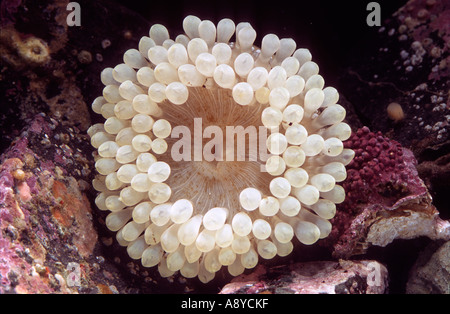 Weiße Form des North Pacific Sea Anemone Cribrinopsis Olegi zwischen den Steinen Leben Disk stumpfe Tentakeln Aquarien Nordpazifik Stockfoto