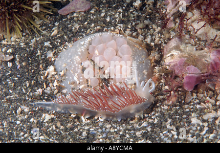 Seeschnecke Coryphella verzweigt Angriff auf weißen Meer Anemone Cribrinopsis Olegi, die in Sand gräbt. Nordpazifik unter Wasser Stockfoto