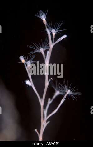 Nahaufnahme Makro Minute Kolonie marine Hydrozoa Polypen. Lateinischen Artnamen ist Obelia Longissima. Nordpazifik, Aquarien Stockfoto