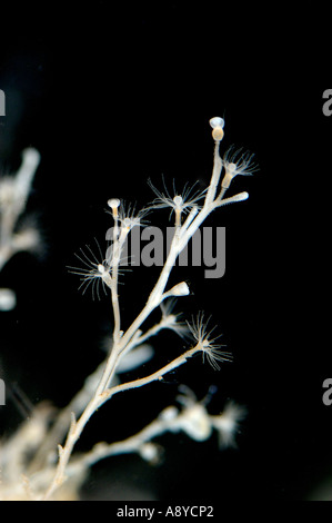 Nahaufnahme Makro Minute Kolonie marine Hydrozoa Polypen. Lateinischen Artnamen ist Obelia Longissima. Nordpazifik, Aquarien Stockfoto