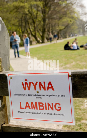 Wyna - walisische für Lämmer Beddgelert Snowdonia Nationalpark Gwynedd Nord-Wales - zweisprachige Warnzeichen auf Tor auf Fußweg Stockfoto