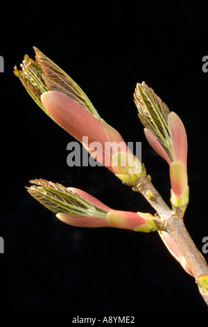 Neue Sycamore Knospen Acer pseudoplatanus Stockfoto