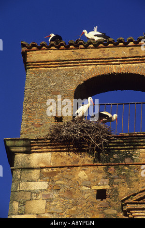 Störche in Luisa de Carvajal Palast CACERES Extremadura Spanien Stockfoto