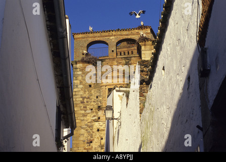 Störche in Luisa de Carvajal Palast CACERES Extremadura Spanien Stockfoto