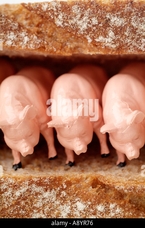 Speck Sandwich Schwein Schweinefleisch Tierfarm Landwirtschaft Essen Vegetarier vegetarische Brot Oink ernähren Vegetarismus Diät Fett fetthaltige Lebensmittel obes Stockfoto