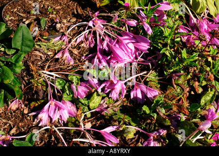 HERBST IN BLÜTE CROCUS Stockfoto