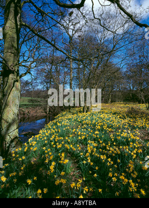 Wilde Narzissen (Narcissus Pseudonarcissus), Farndale, North York Moors National Park, North Yorkshire, England, UK. Stockfoto