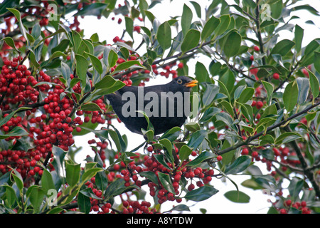 AMSEL TURDUS MERULA IN HOLLY TREE SV Stockfoto