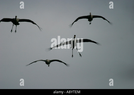 GEMEINSAMEN KRANICH GRUS GRUS HERDE INS LAND HEREIN Stockfoto