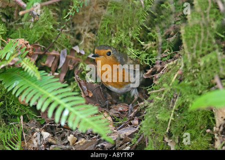 ROBIN ERITHACUS RUBECULA GEBÄUDE NEST IN MOOSIGEN BANK Stockfoto