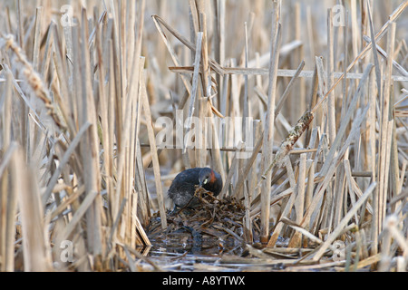 WENIG GREBE TACHYBAPTUS RUFICOLLIS WEIBLICHE UMORDNEN NISTMATERIAL Stockfoto