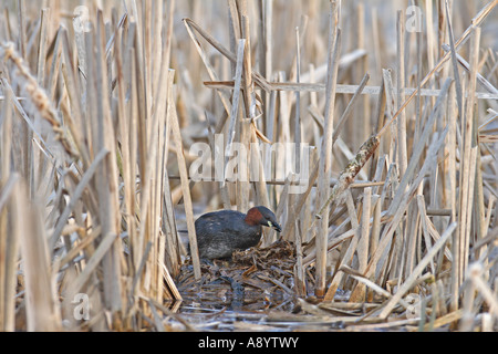 WENIG GREBE TACHYBAPTUS RUFICOLLIS WEIBLICHE UMORDNEN NISTMATERIAL Stockfoto