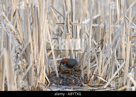 WENIG GREBE TACHYBAPTUS RUFICOLLIS WEIBLICHE UMORDNEN NISTMATERIAL Stockfoto