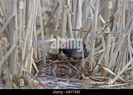 WENIG GREBE TACHYBAPTUS RUFICOLLIS WEIBLICHE UMORDNEN NISTMATERIAL Stockfoto