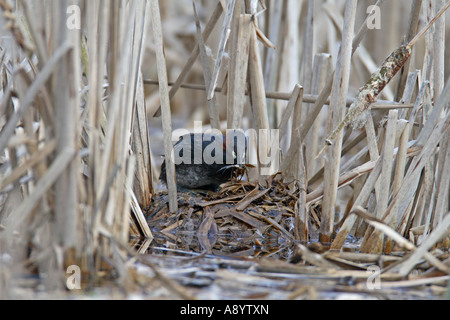 ZWERGTAUCHER TACHYBAPTUS RUFICOLLIS WEIBLICHE UMORDNEN NEST MATERIAL ABDECKUNG EIER VOR DER ABREISE Stockfoto