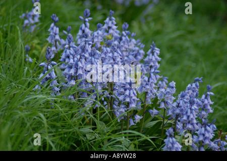 englische Glockenblumen Waldpflanzen an der Seite der Straße Stockfoto