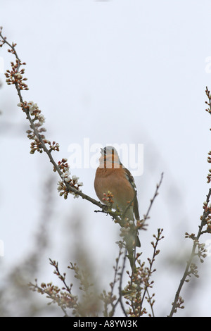 BUCHFINK FRINGILLA COELEBS MÄNNLICHEN GESANG BLACKTHORN TAUBE AUF DEM DACH Stockfoto