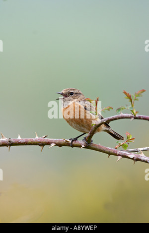 SCHWARZKEHLCHEN SAXICOLA TORQUATA WEIBCHEN HOCKEN AUF BRAMBLE SINGEN Stockfoto