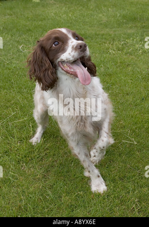 Springer Spaniel hält Pfote mit Spannung erwarten Besitzer wirft Ball Cotswolds UK Stockfoto