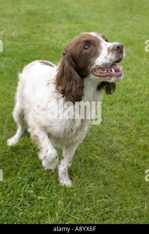 Springer Spaniel hält Pfote mit Spannung erwarten Besitzer wirft Ball Cotswolds UK Stockfoto