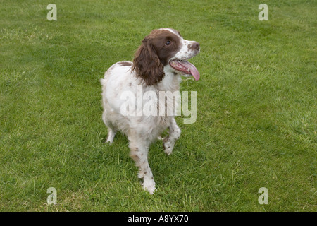 Springer Spaniel hält Pfote mit Spannung erwarten Besitzer wirft Ball Cotswolds UK Stockfoto