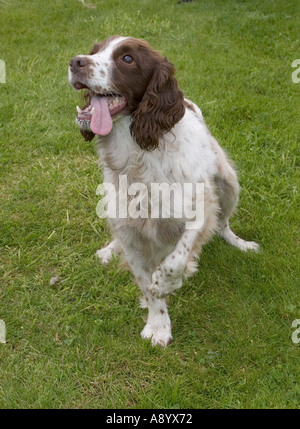 Springer Spaniel hält Pfote mit Spannung erwarten Besitzer wirft Ball Cotswolds UK Stockfoto