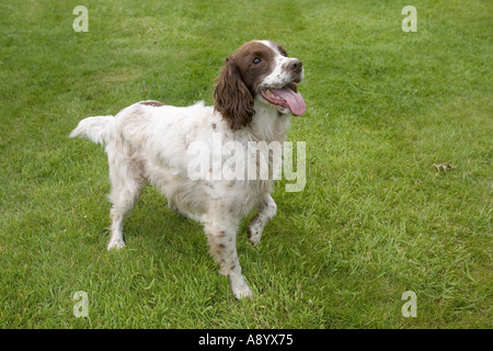 Springer Spaniel hält Pfote mit Spannung erwarten Besitzer wirft Ball Cotswolds UK Stockfoto