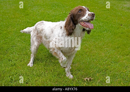 Springer Spaniel hält Pfote mit Spannung erwarten Besitzer wirft Ball Cotswolds UK Stockfoto