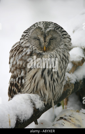 Habichtskauz in Schneelandschaft. Stockfoto